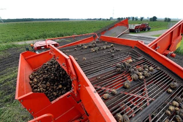 荷兰农民收获土豆