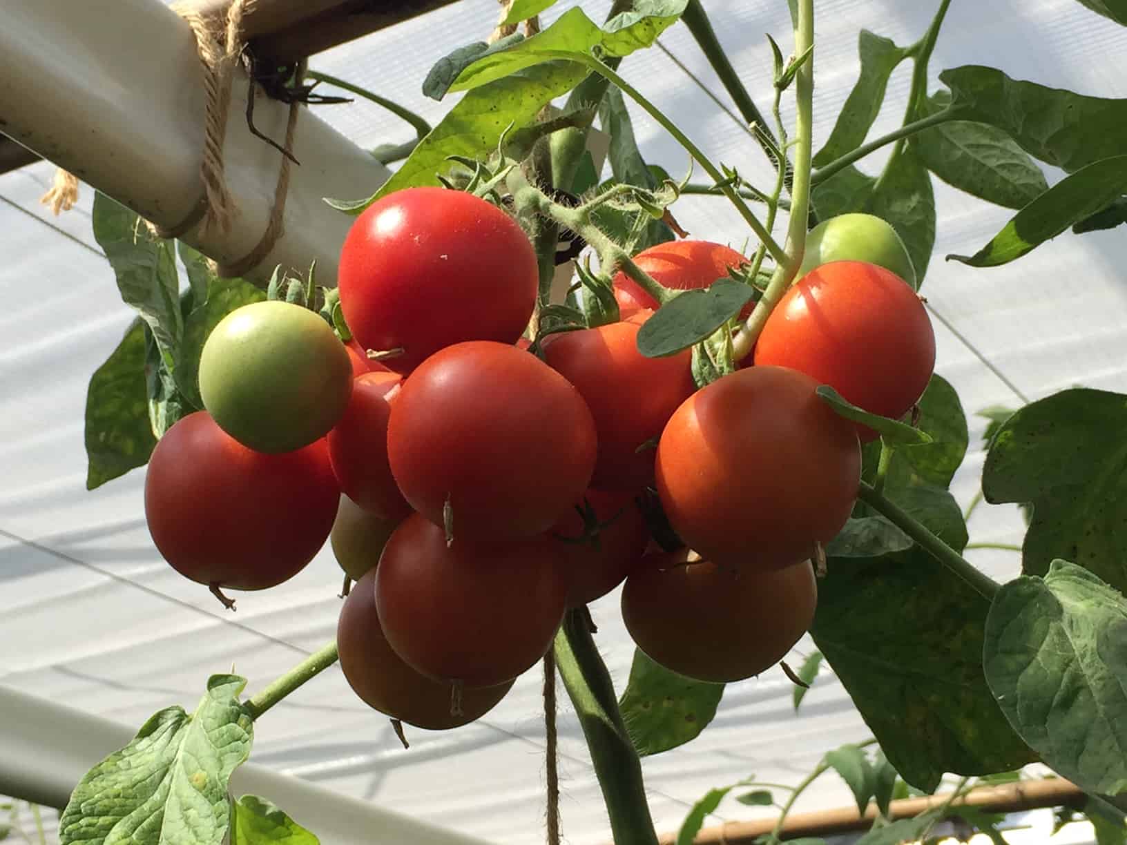 阿姆斯特丹温室餐厅种的西红柿