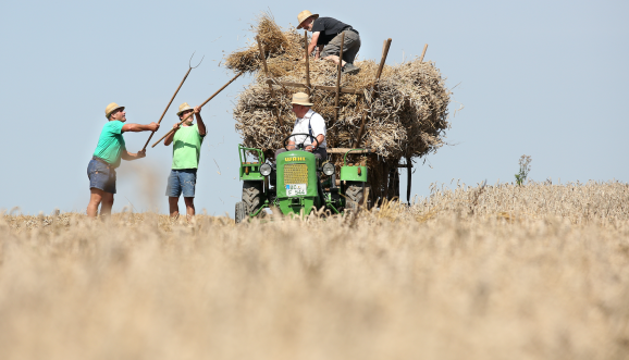 在农场上丰收庄稼的欧洲农民，Thomas Warnack/picture-alliance/dpa/AP Images