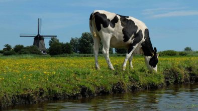 荷兰乳牛