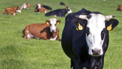 荷兰的“牛性化”乳业