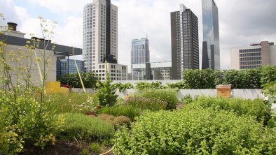 你的办公室楼顶有生态花园吗？