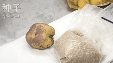 小国大业之种子：为什么荷兰土豆的种类这么多？