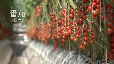 荷兰的番茄温室