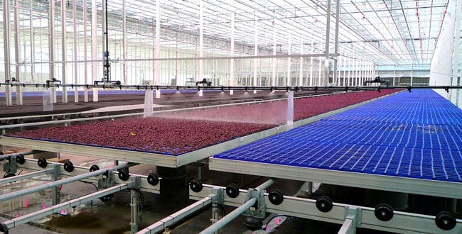 荷兰温室帮助解决世界粮食危机