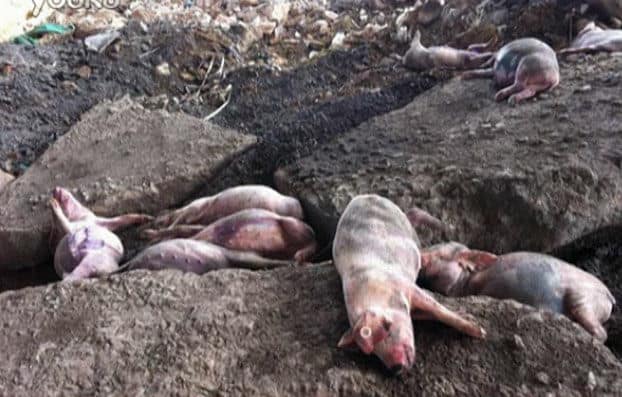 黄浦江上漂千头死猪 律师上书申请信息公开