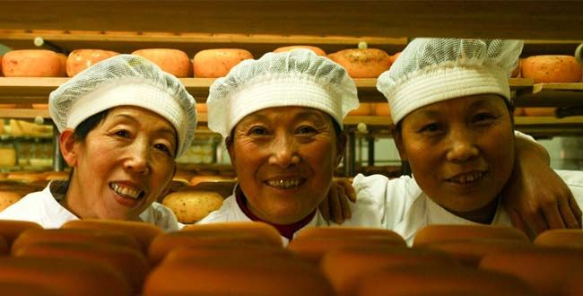 中国新规定腰斩在华唯一荷兰奶酪厂