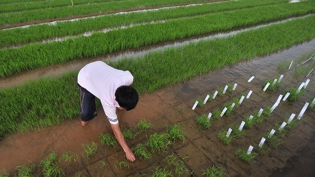中国特色的转基因食品纷争何以可能？