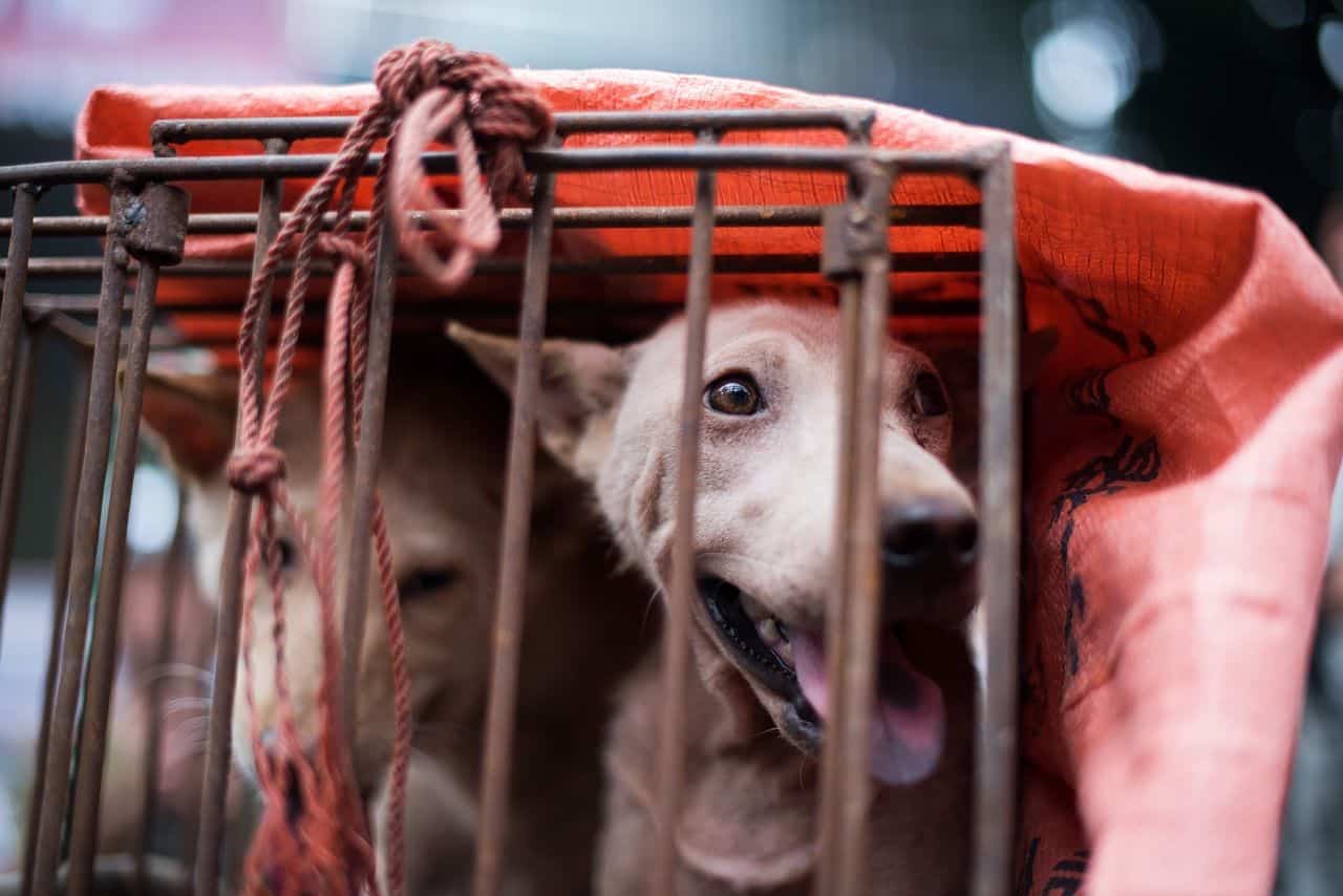 温波：吃狗肉为何是陋习？