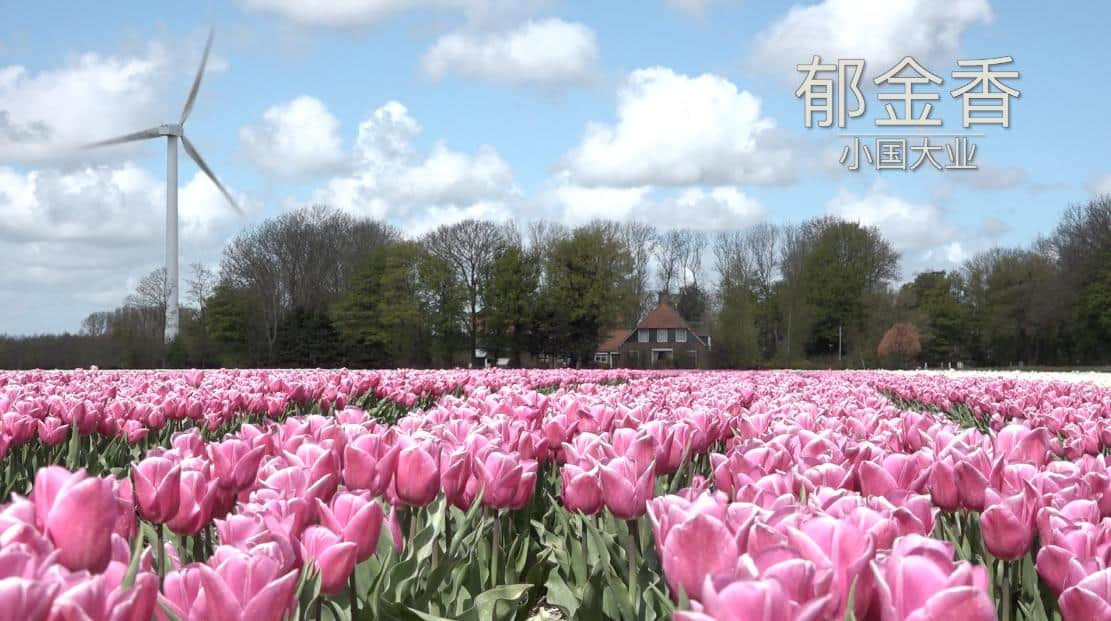 小国大业之园艺：荷兰春天里的花海真的不是用来看的！