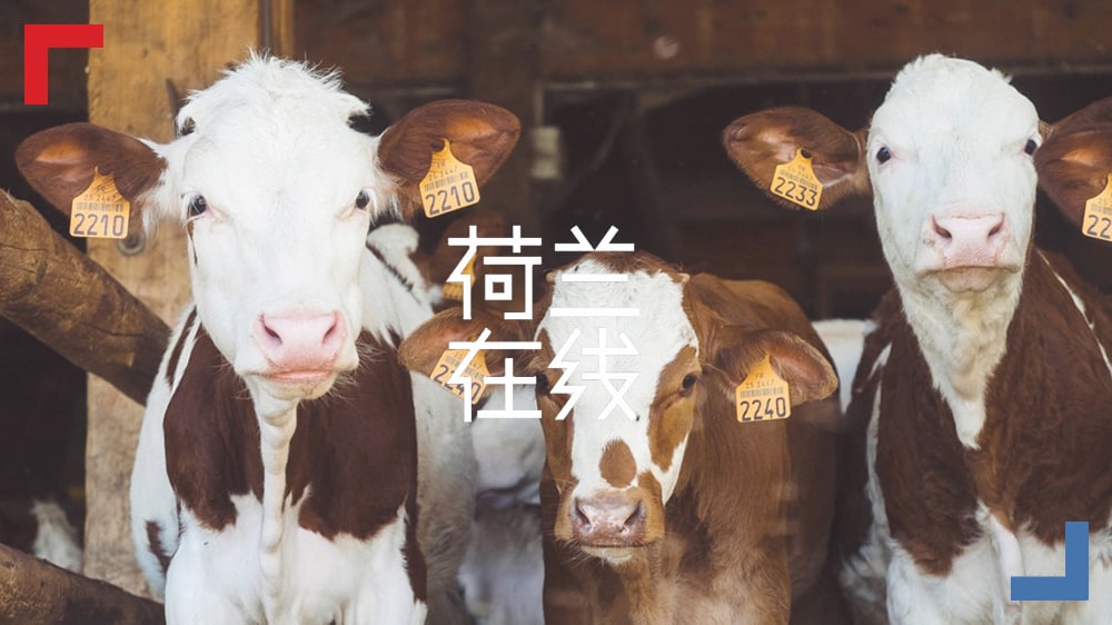 畜牧业污染导致雾霾？荷兰人发明的奶牛厕所可对症下药