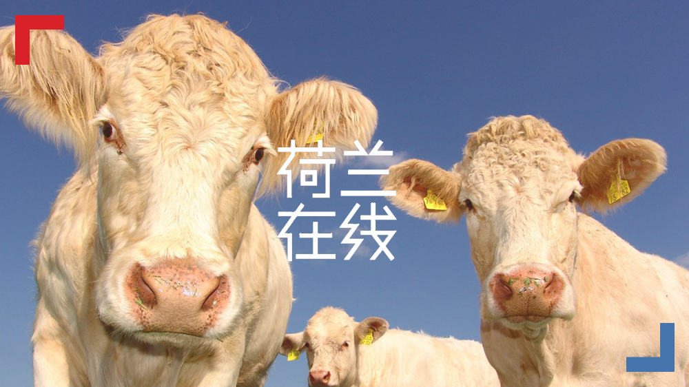 从牧场到杯子，荷兰乳业体系能给世界带来什么新思路？