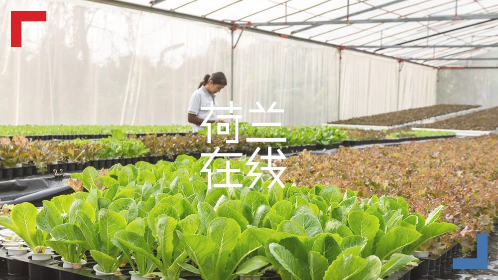 荷兰农业成功的秘诀：智慧和创新才是最好的养料