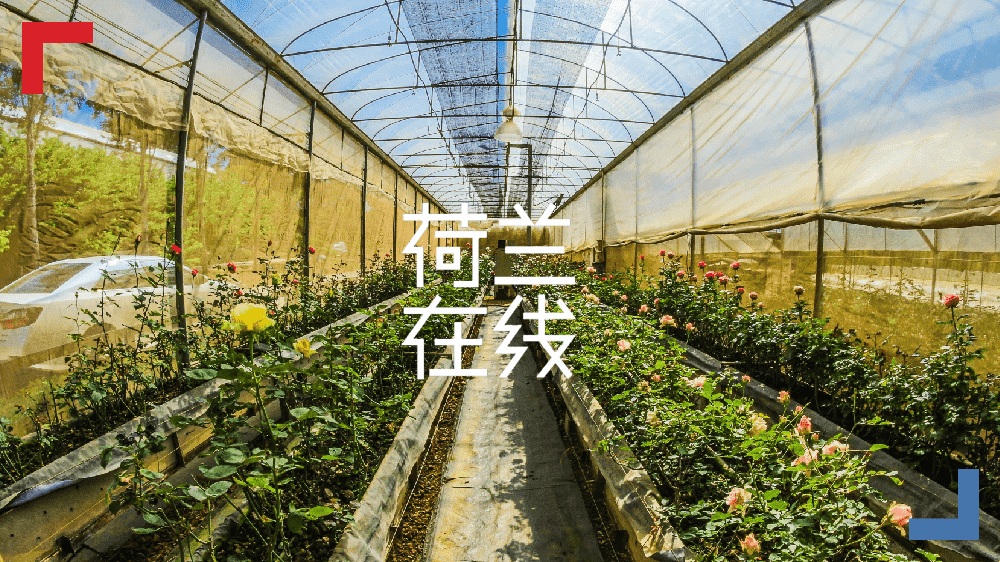 人造光帮助母鸡下蛋？这居然是荷兰农业高产的秘密武器