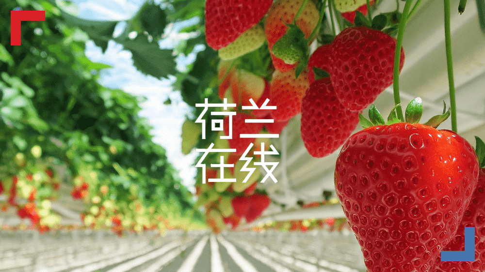中荷合璧“农科天团”：跨学科加持的荷兰农业炫技