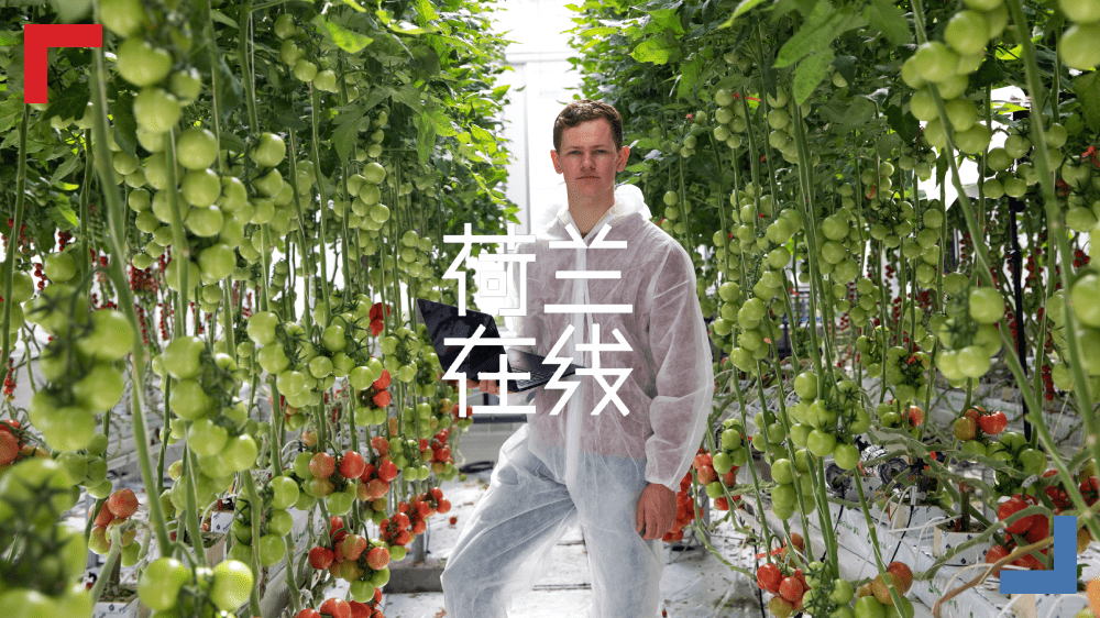 番茄和黄瓜：小温室里的大文章
