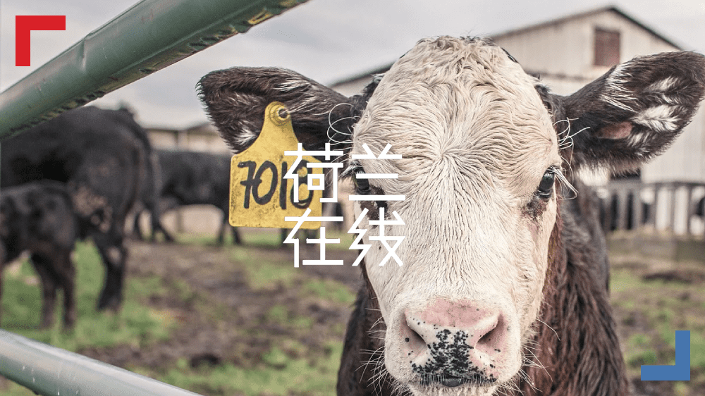 从荷兰食品体验日，来看荷兰食品的营养价值美学
