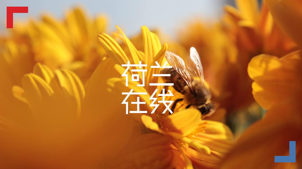荷兰的蜜蜂，幸福度满满 ——点进来看小短腿