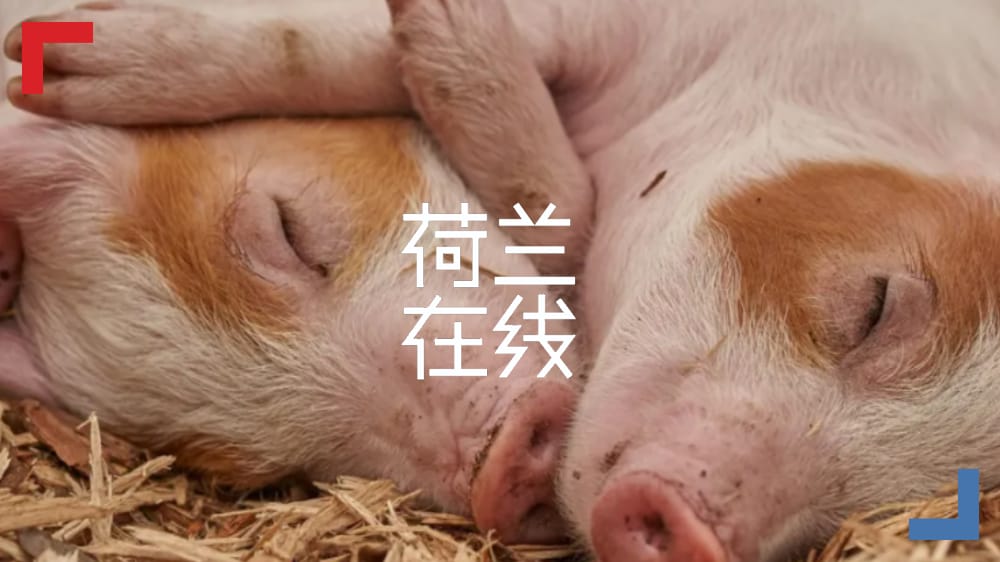 原来，荷兰是个猪猪天堂