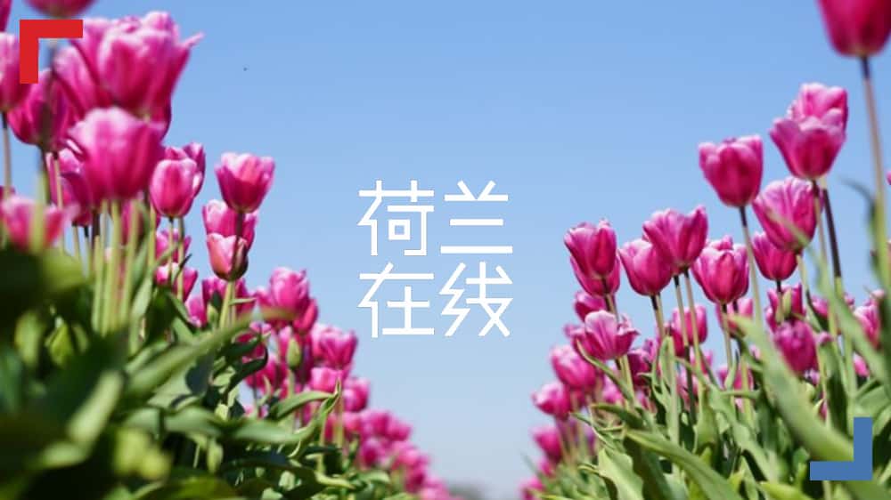 荷兰蓝郁金香奖：推动创新产业蓬勃发展